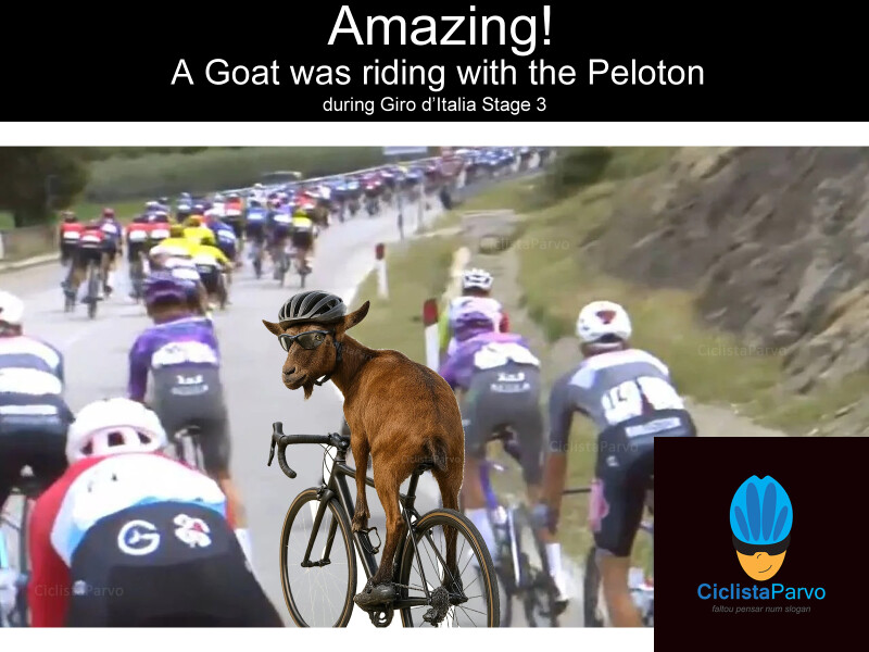 Amazing!  A Goat was riding with the Peloton during Giro d'Italia Stage 3