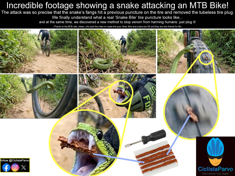 Incredible footage showing a snake attacking an MTB Bike!